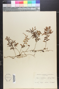 Hymenophyllum polyanthos image