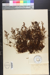 Hymenophyllum polyanthos image