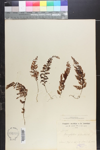 Hymenophyllum polyanthos image