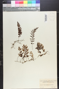 Hymenophyllum polyanthos image