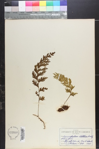 Hymenophyllum dilatatum image