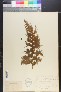 Hymenophyllum dilatatum image