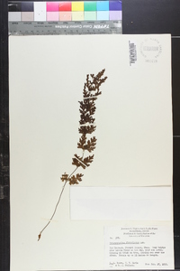 Hymenophyllum flabellatum image