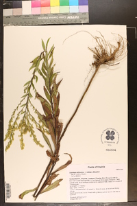 Solidago altissima subsp. altissima image