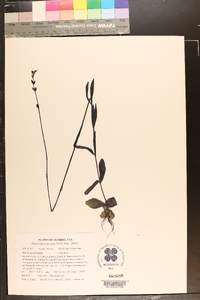 Buchnera floridana image