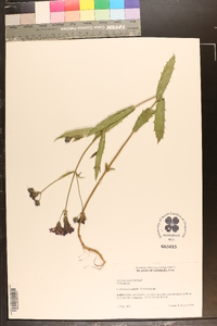 Verbena rigida image