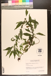 Parietaria pensylvanica image