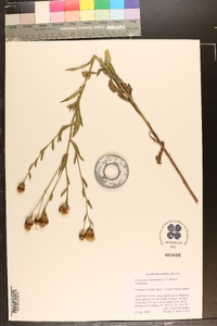Centaurea x moncktonii image