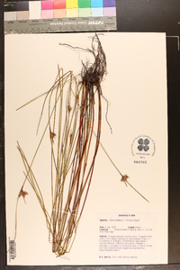 Scleria baldwinii image