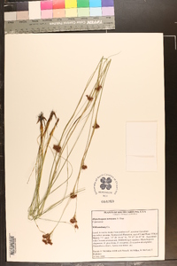 Rhynchospora torreyana image