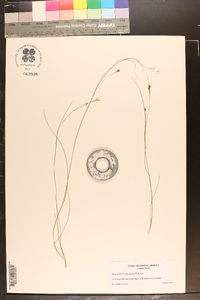 Rhynchospora stenophylla image