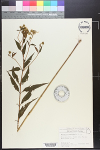 Helianthus microcephalus image