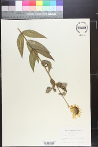 Helianthus mollis image