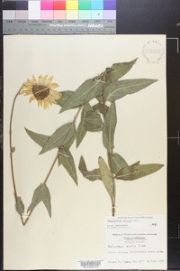 Helianthus mollis image