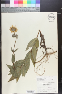 Helianthus mollis image