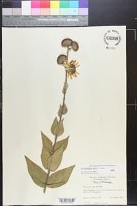 Helianthus mollis image