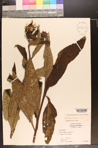 Helianthus resinosus image