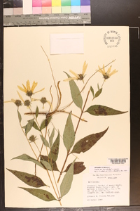 Helianthus strumosus image