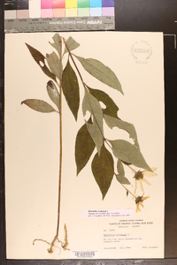 Helianthus strumosus image