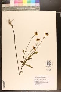 Rudbeckia fulgida image