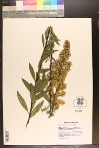 Solidago speciosa image