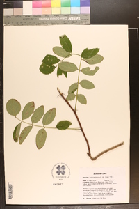 Robinia hispida var. rosea image