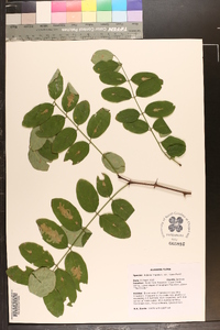 Robinia hispida var. rosea image