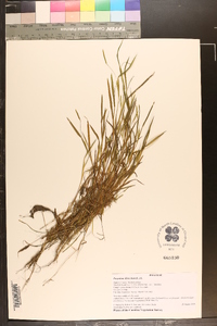 Paspalum dissectum image