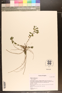 Stellaria pubera image