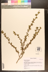 Berberis thunbergii image