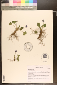Viola sororia f. priceana image