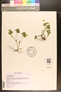 Viola pensylvanica image