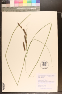 Carex verrucosa image