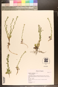 Lepidium campestre image