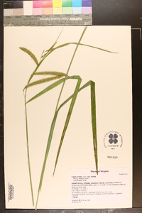 Carex crinita var. crinita image