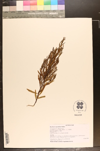 Baccharis angustifolia image