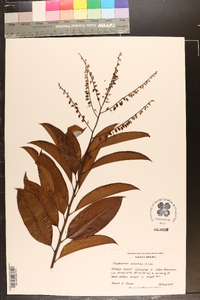 Oxydendrum arboreum image