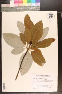 Magnolia virginiana image