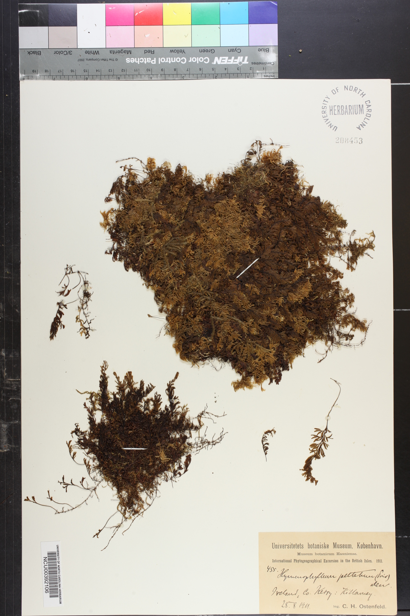 Hymenophyllum peltatum image