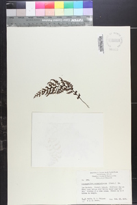 Hymenophyllum sanguinolentum image