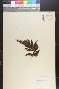 Hymenophyllum scabrum image