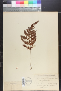 Hymenophyllum scabrum image