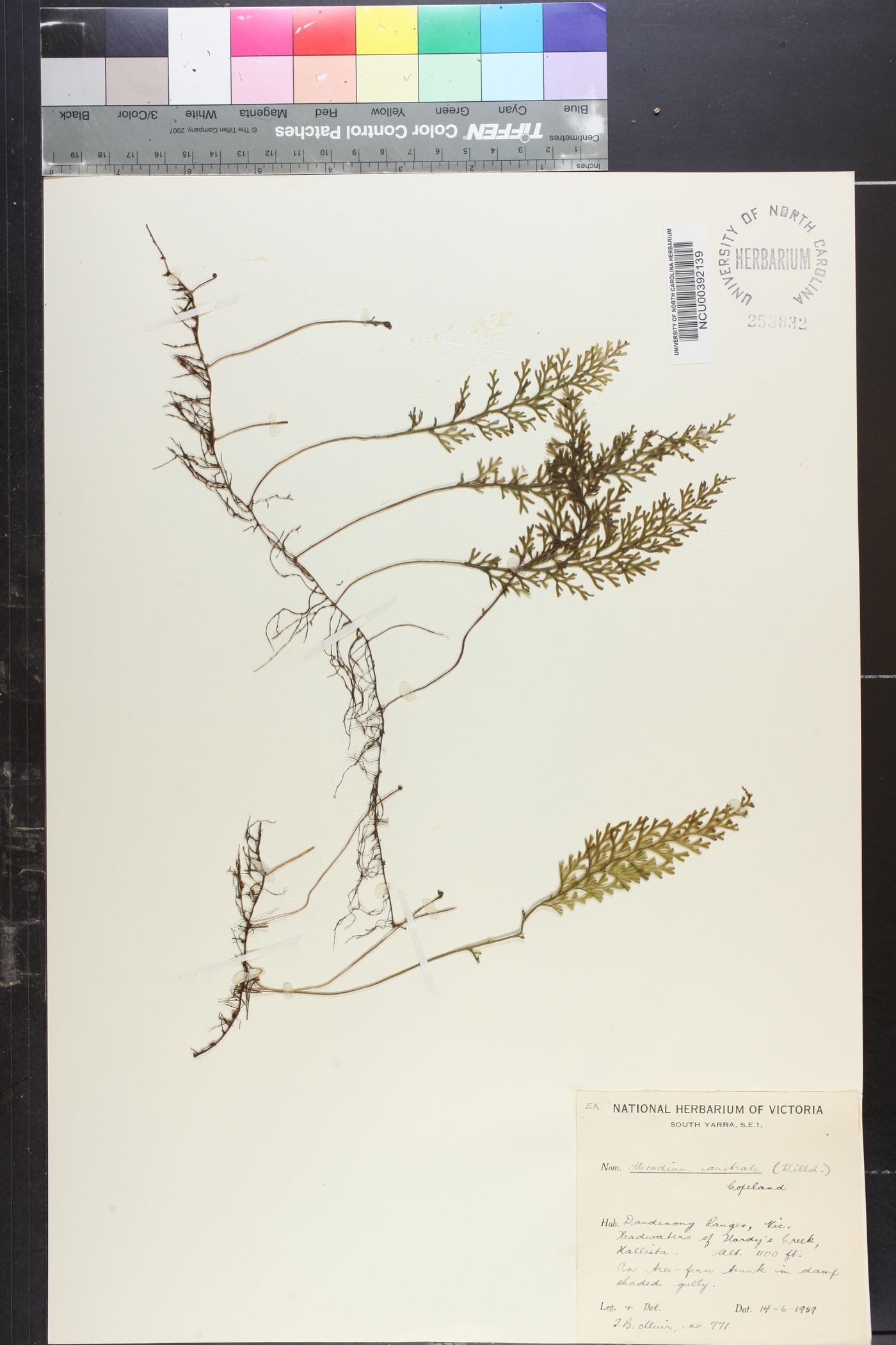 Hymenophyllum australe image