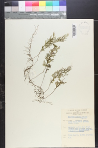 Hymenophyllum australe image