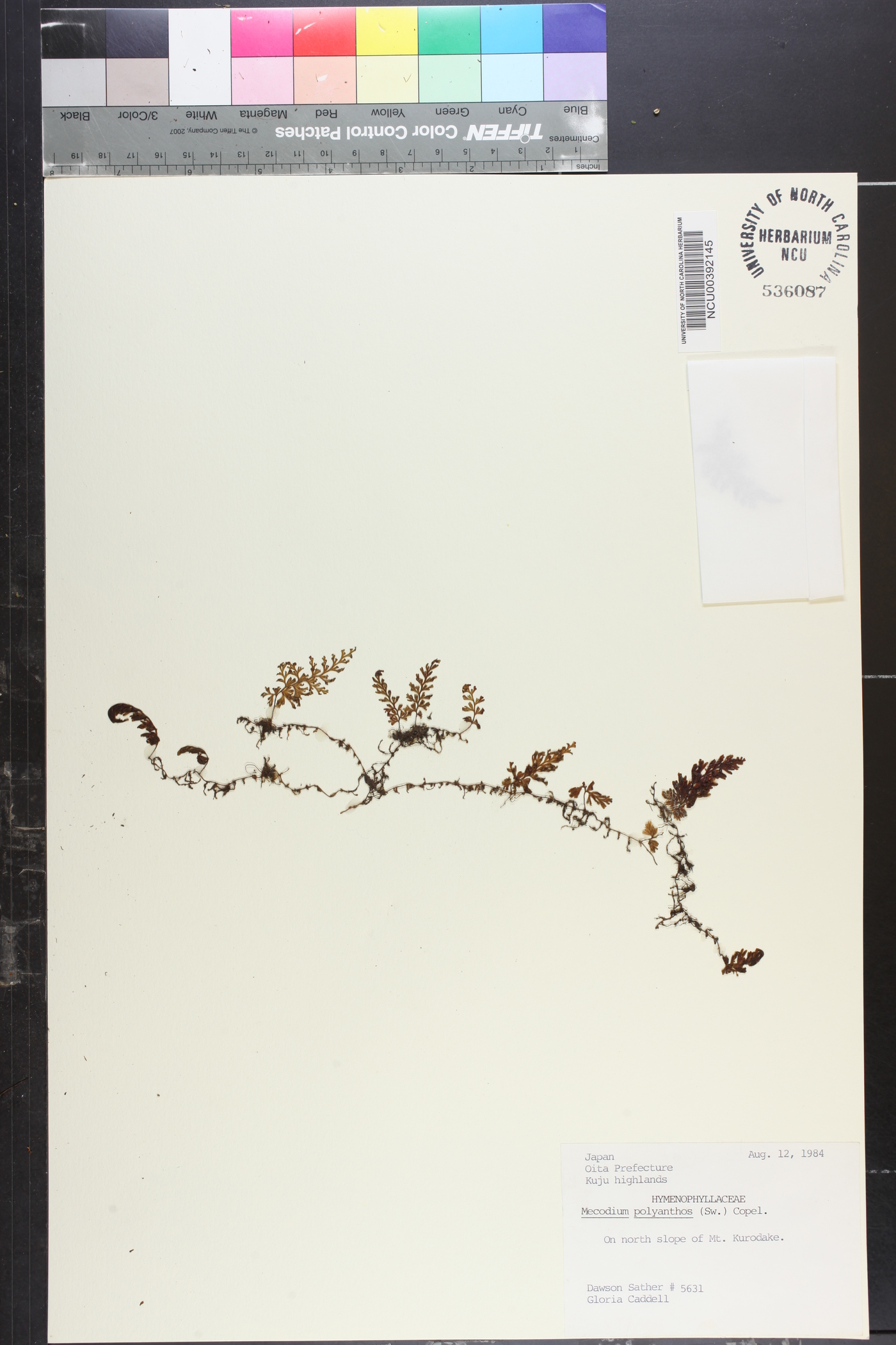 Mecodium polyanthos image