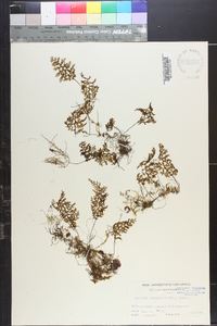 Mecodium polyanthos image