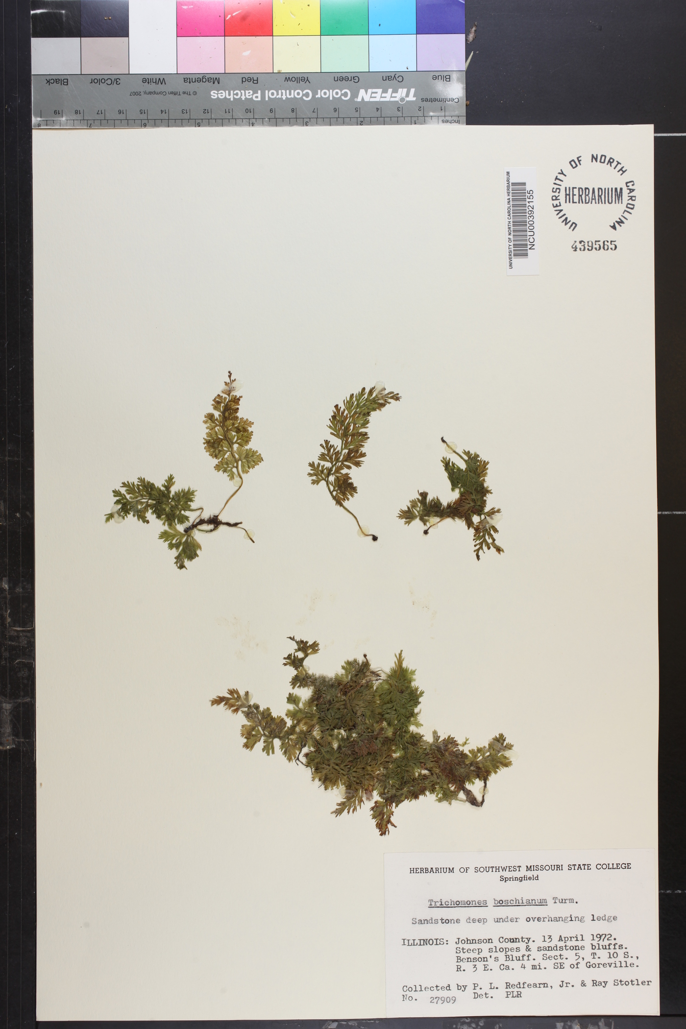 Vandenboschia boschiana image