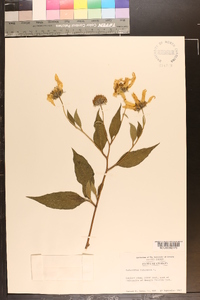 Helianthus tuberosus image