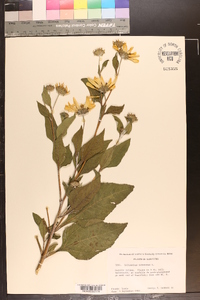 Helianthus tuberosus image