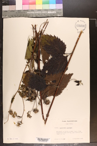 Helianthus tuberosus image